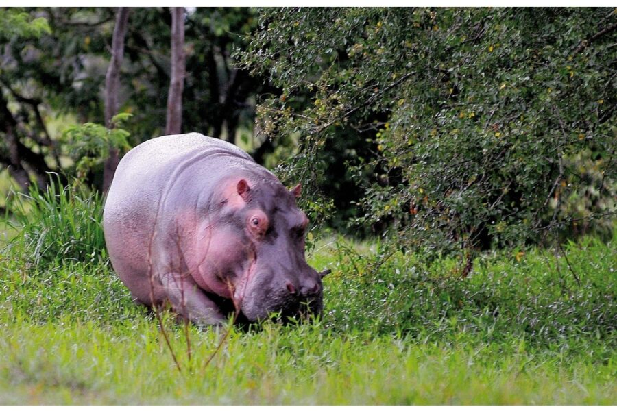Trovato disidratato e malnutrito