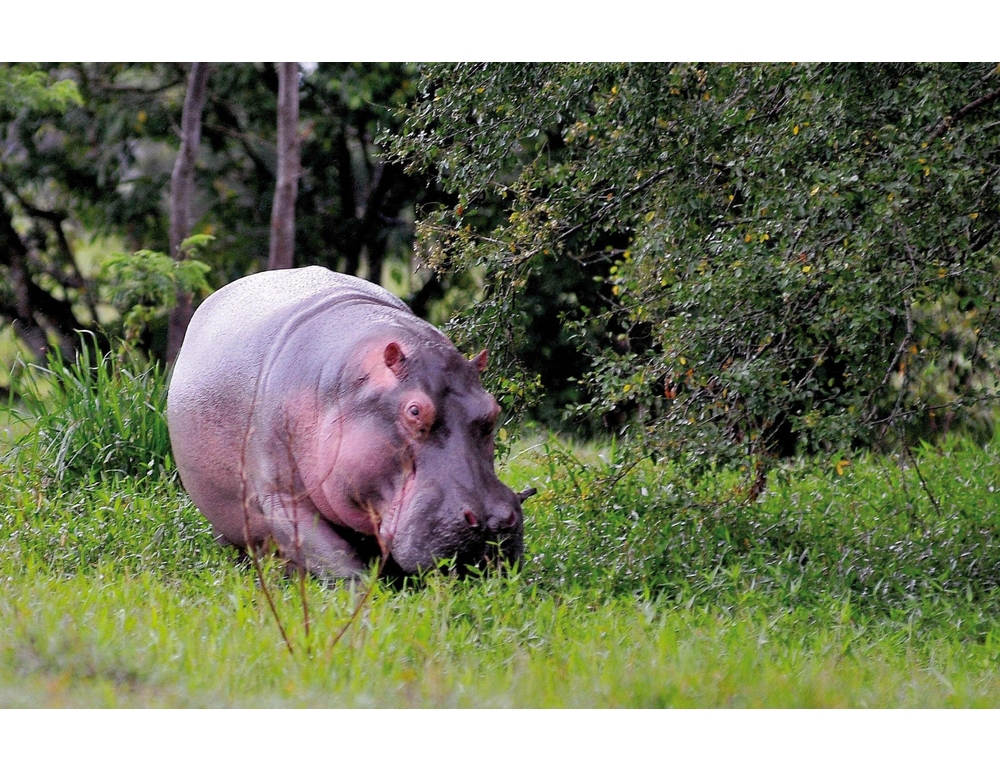 Muore in Colombia un baby ippopotamo della colonia di Escobar