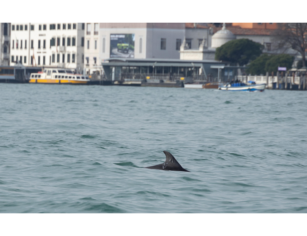 Nell’Adriatico non c’è più cibo, sempre più delfini a Venezia
