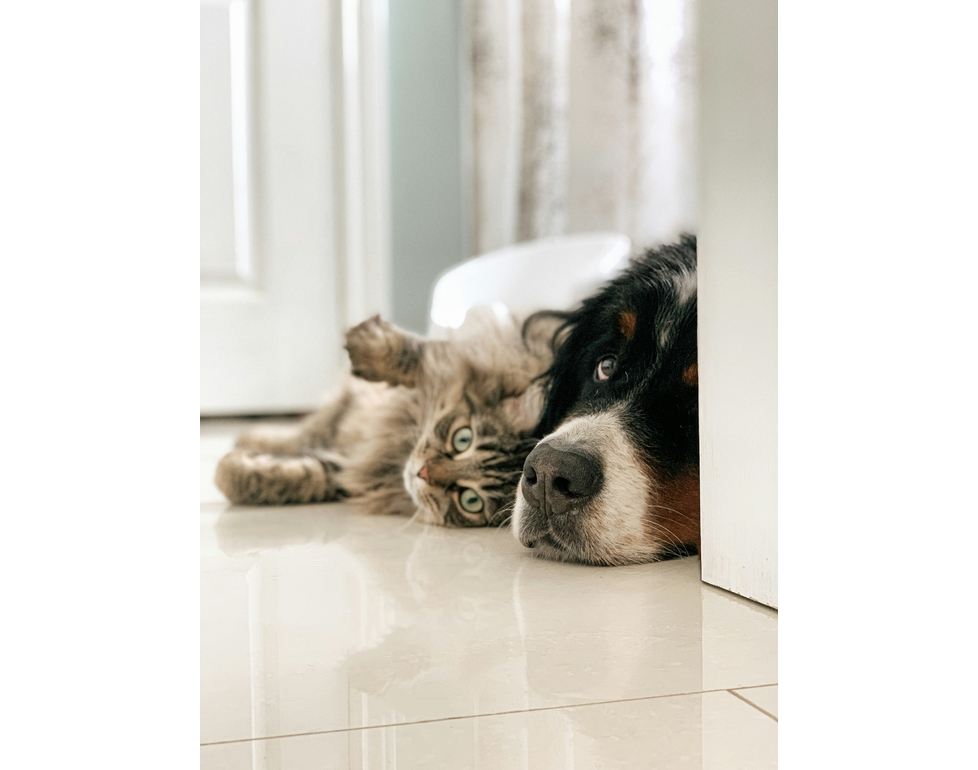 Tolettatura fido e micio è boom ma shampoo, balsami e profumi non sempre sono adatti
