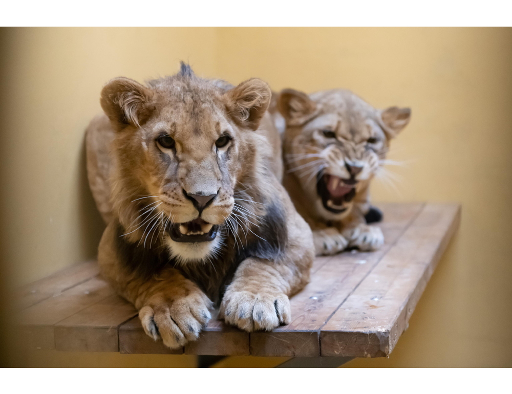 Ucrania: El león rescatado de la guerra en Ucrania y llevado a EEUU está enfermo