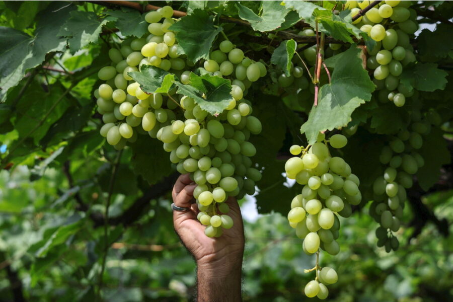 L'incidente in un'azienda agricola dell'Astigiano durante la vendemmia