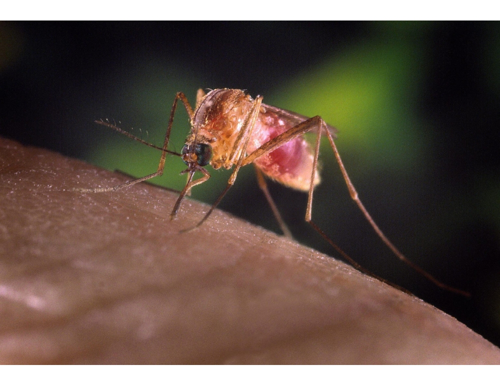 West Nile, anziano di 85 anni muore a Pavia
