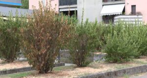 piante secche via Aldo Moro