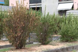 Siccità a Como, l’appello per salvare le piante di via Moro: “Dal Comune nessuna irrigazione. Chiediamo aiuto ai cittadini”