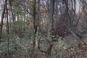 Tragico incidente in montagna sul Generoso, la vittima è un 66enne di Arcisate