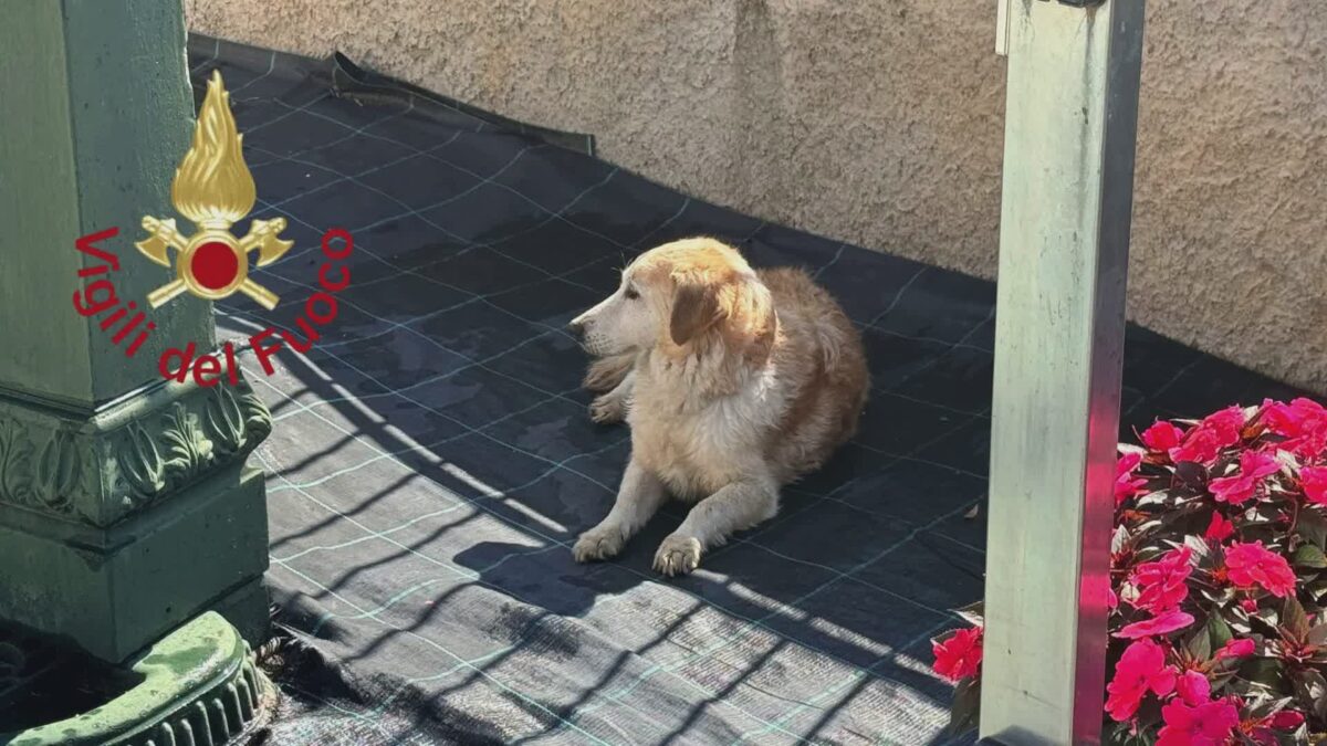 Cane finisce nel torrente a Mariano Comense, salvato dai vigili del fuoco