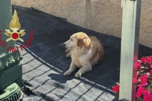 Cane finisce nel torrente a Mariano Comense, salvato dai vigili del fuoco