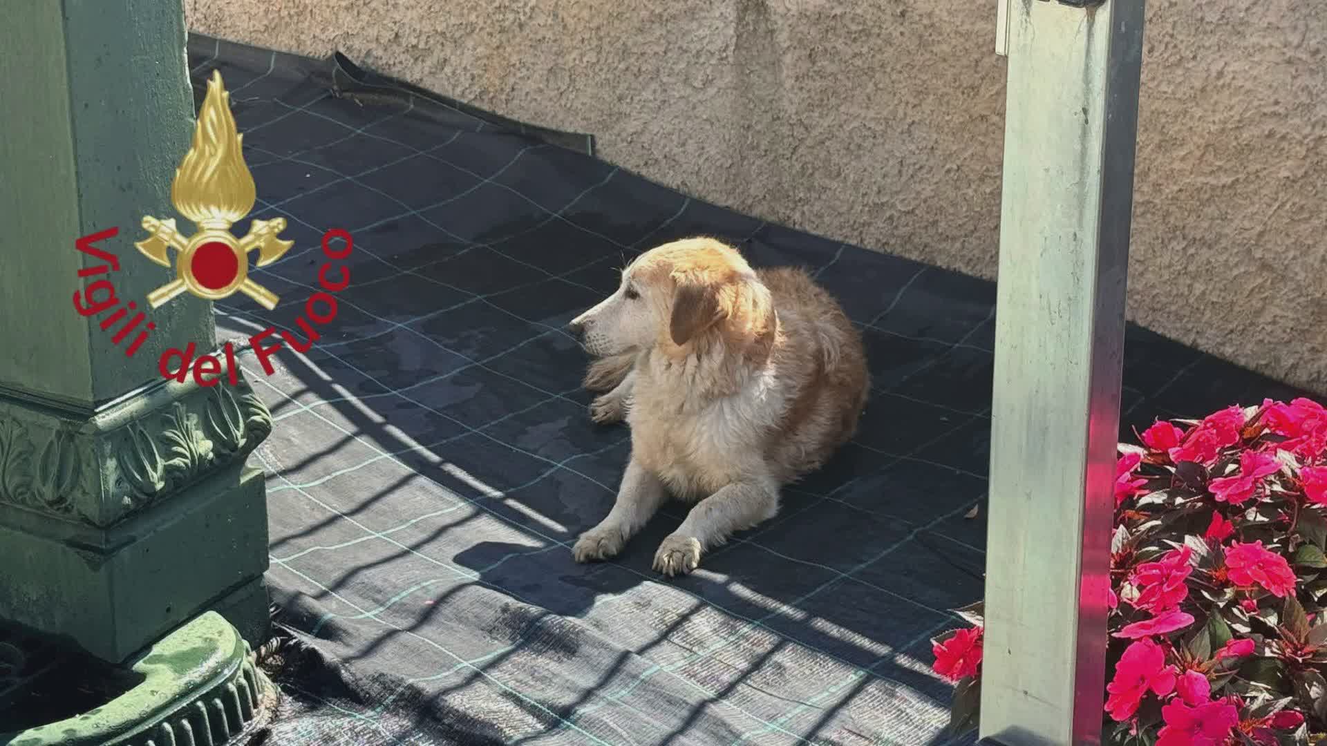 Cane finisce nel torrente a Mariano Comense, salvato dai vigili del fuoco