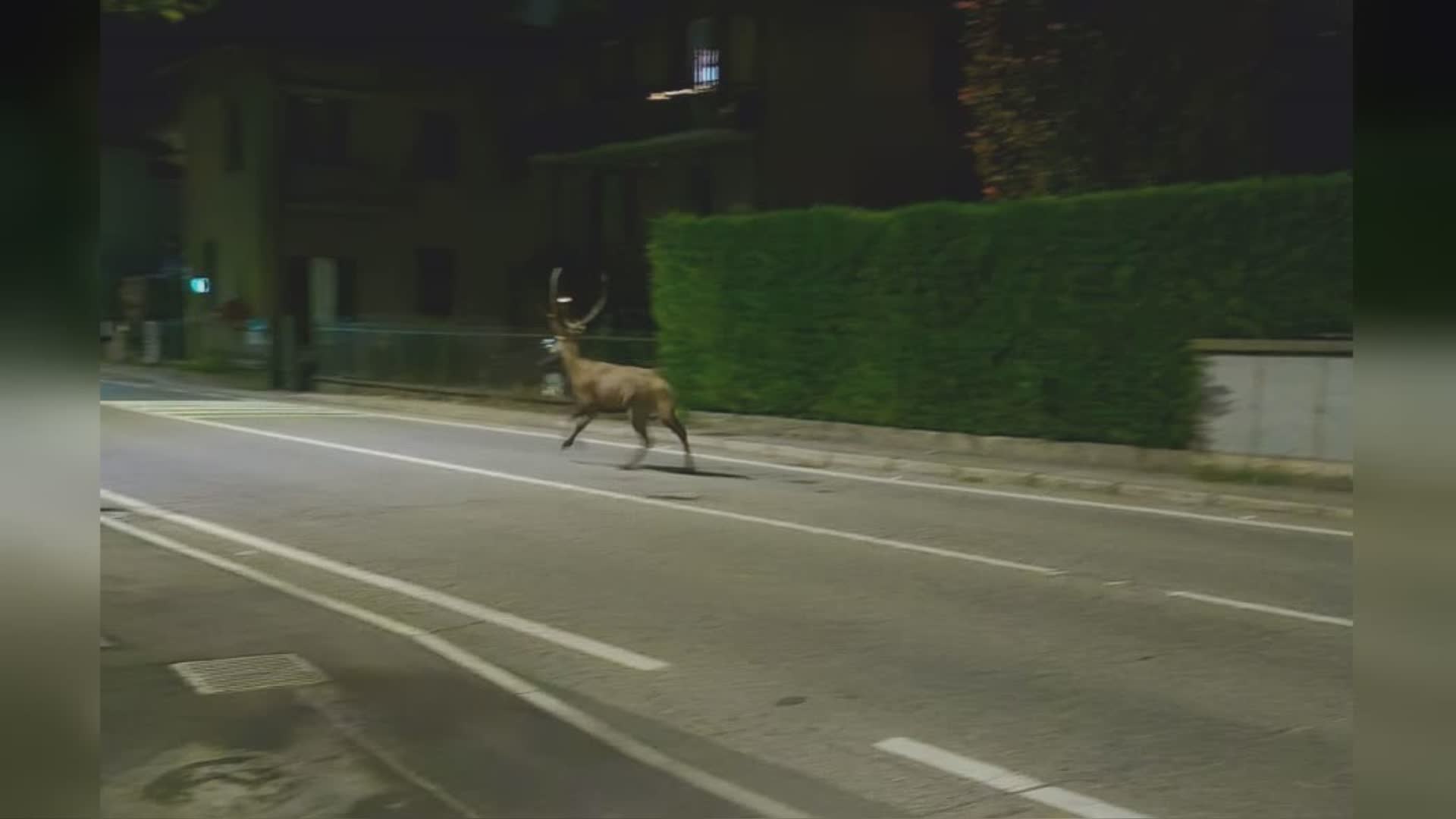 Incidente con un cervo tra Orsenigo e Anzano, ferita una donna di 62 anni