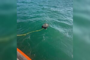 Inghiottito dal lago a San Siro, ricerche in profondità con robot e sonar