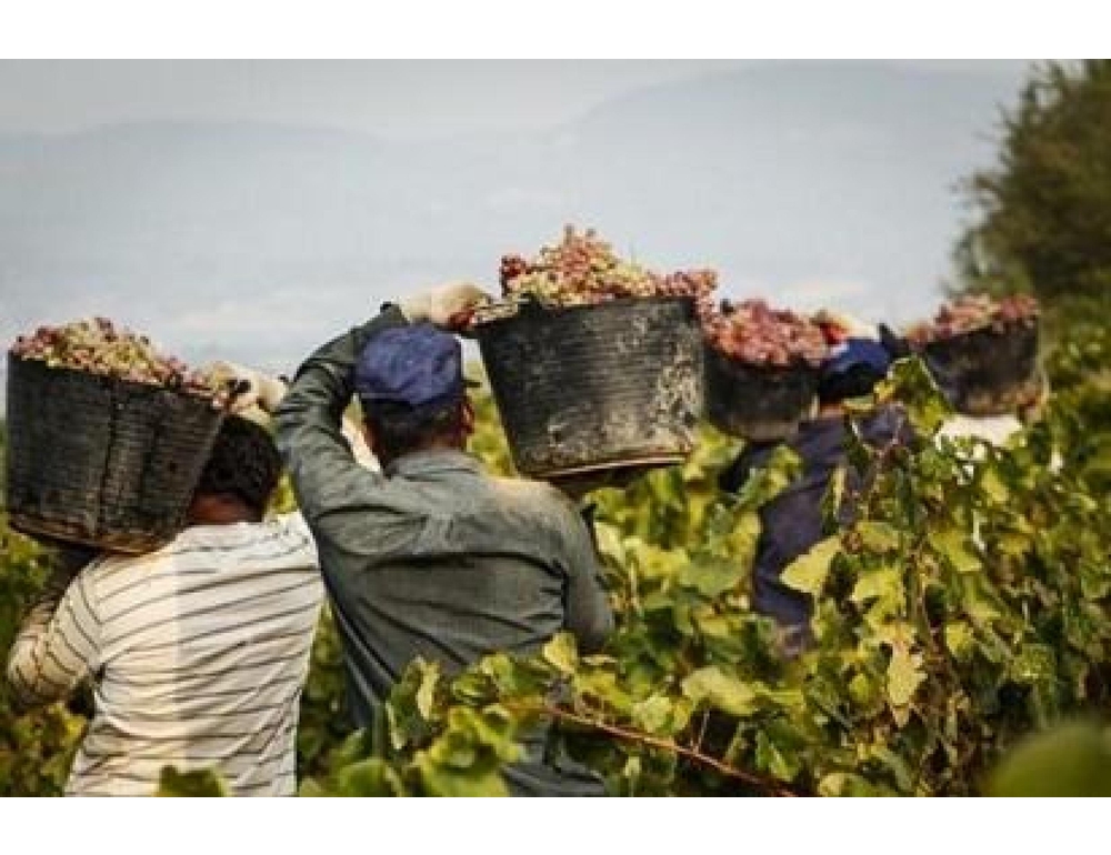 Caporalato in agricoltura, sospese 7 fattorie nell’Aretino