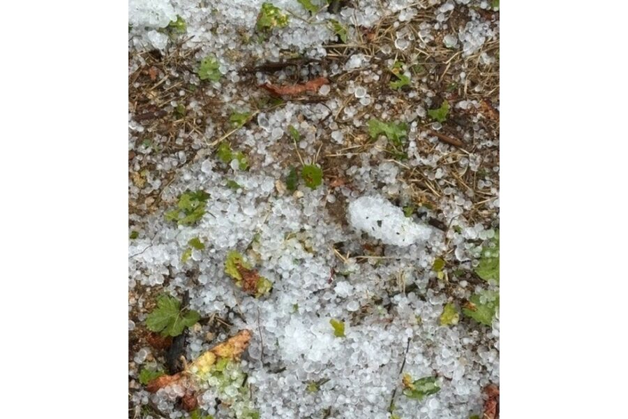Forti raffiche di vento e trombe d'aria sradicano alberi