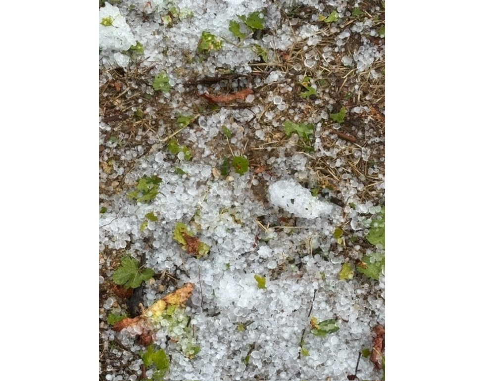Coldiretti Puglia, grandine e bombe d’acqua su tendoni di uva, danni