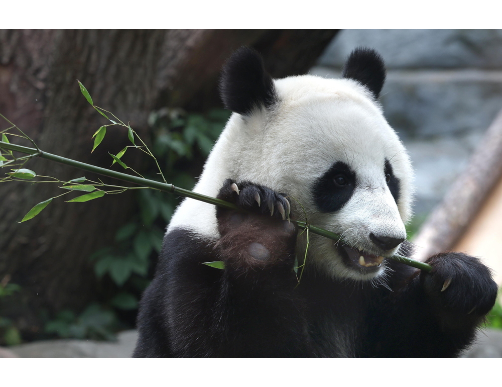 Due panda giganti dalla Cina in volo verso uno zoo negli Usa