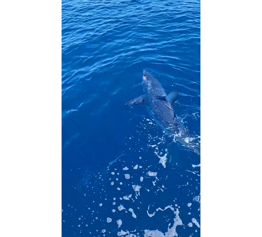 Grande squalo mako catturato davanti a Livorno poi si libera