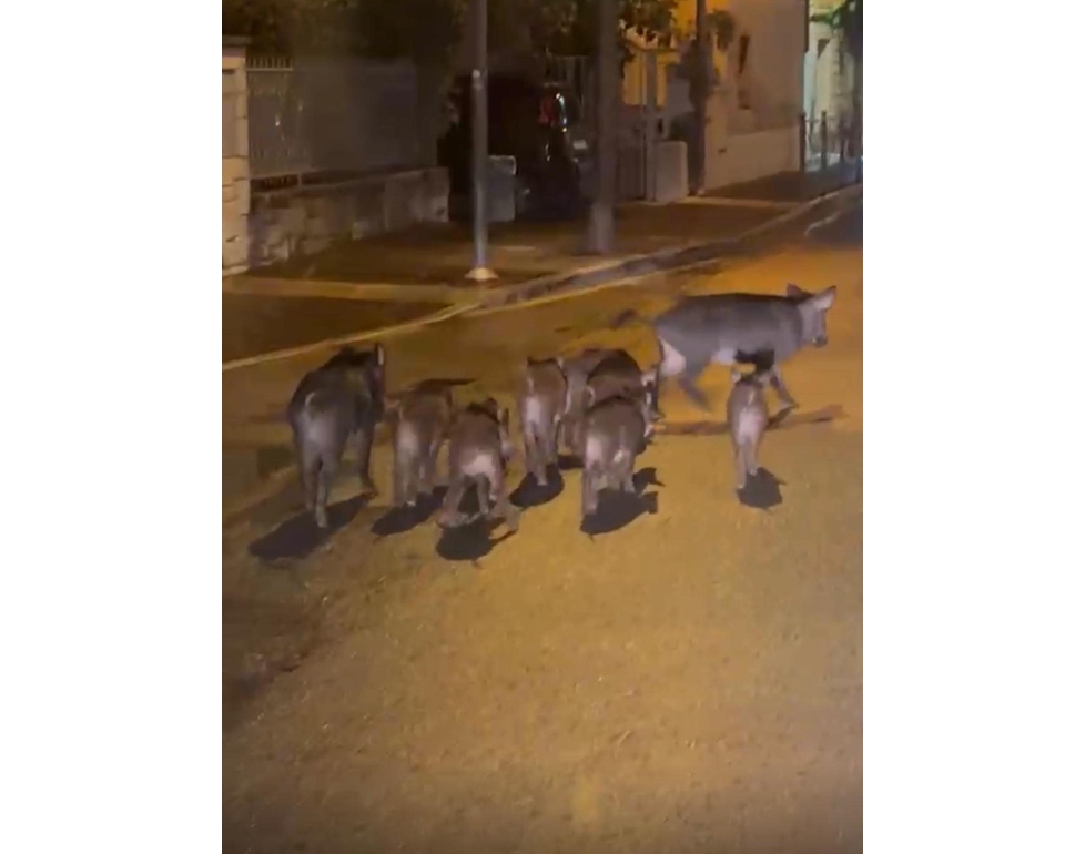 La Polizia provinciale di Verona cattura 18 cinghiali sul lago di Garda