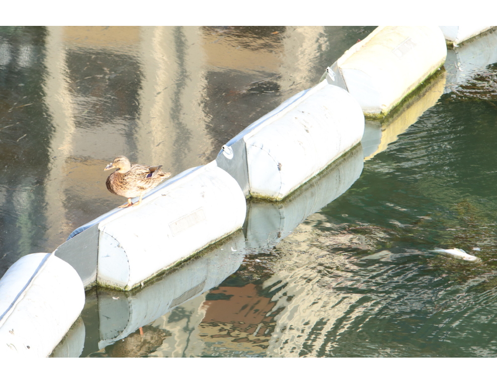 Migliora la situazione nel Naviglio, sostituiti i pannelli assorbenti