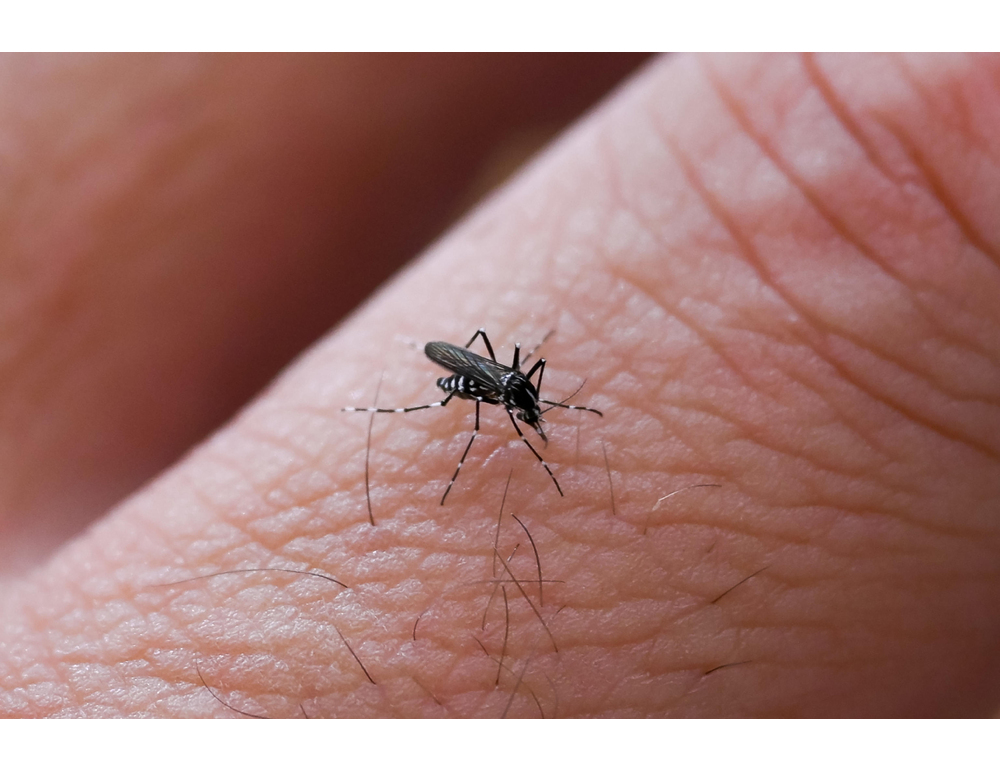 Nel Trevigiano una donna contagiata da dengue dopo il rientro dallo Sri Lanka