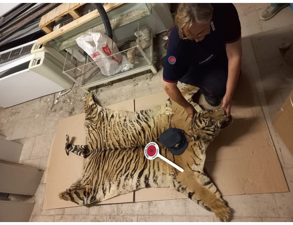 Pelle con testa di tigre lasciata in uno scatolone davanti a un museo a Camerino