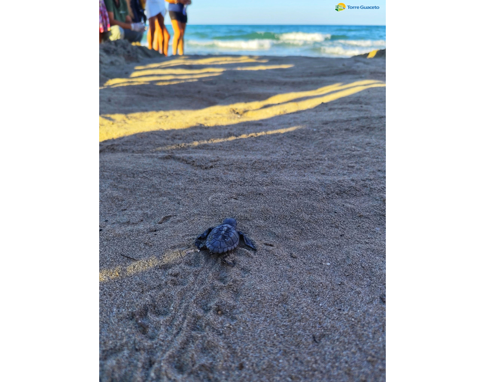 Riserva di Torre Guaceto, schiuse 229 uova di Caretta caretta