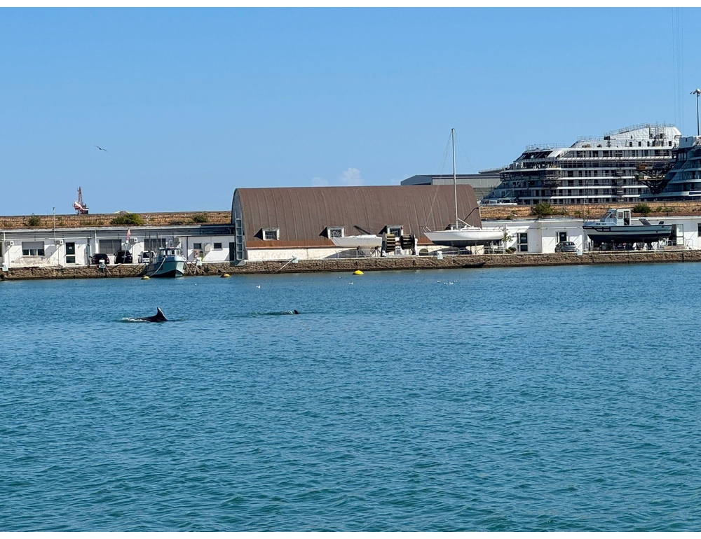 Salti fuori dall’acqua e giochi con le scie, delfini nel porto di Ancona