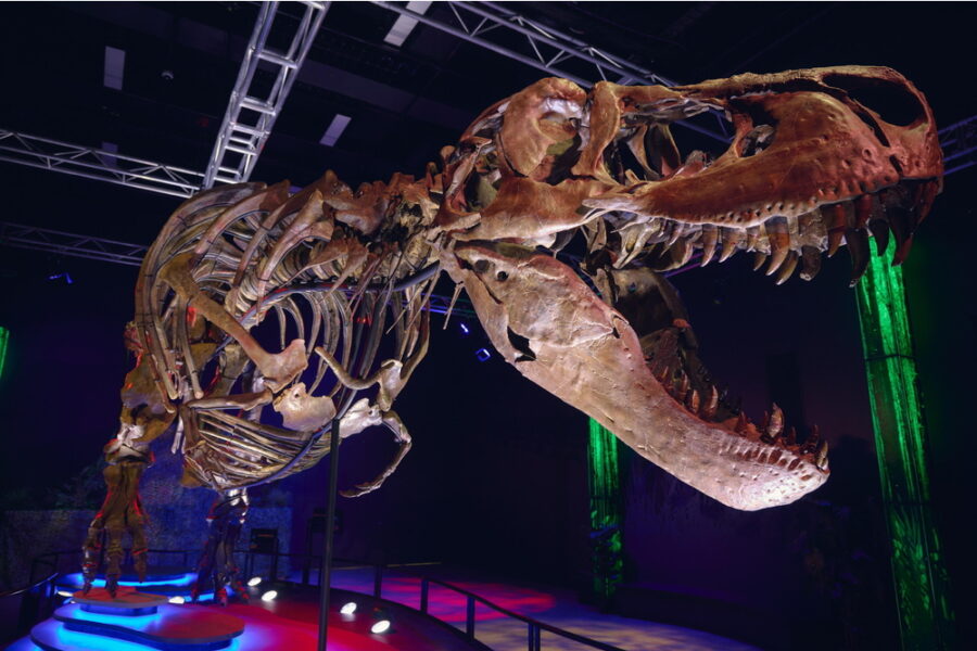 Ritengono rappresenti la prima sequenza del suo genere nota di tyrannosaurus