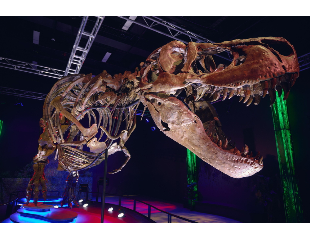 Scienziati scoprono in North Dakota impronte di T-rex di 66 milioni di anni fa