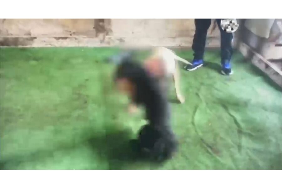 Sequestrati tredici pitbull usati nelle gare illegali