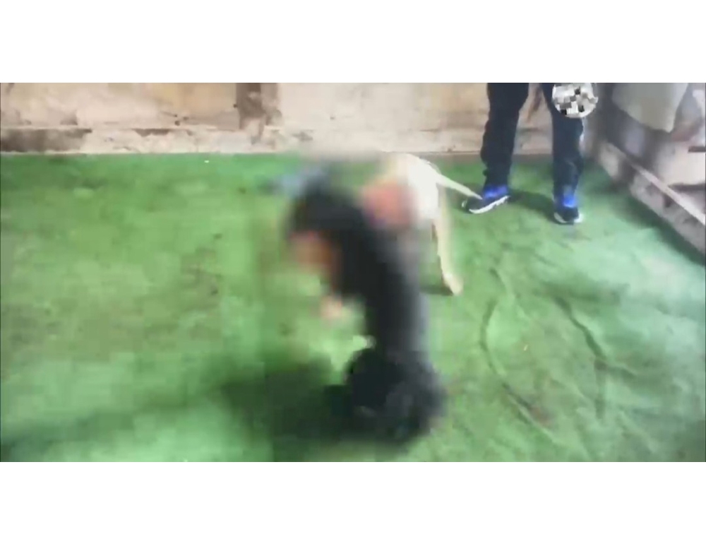 Scoperta organizzazione di combattimenti cani, sei indagati a Gela