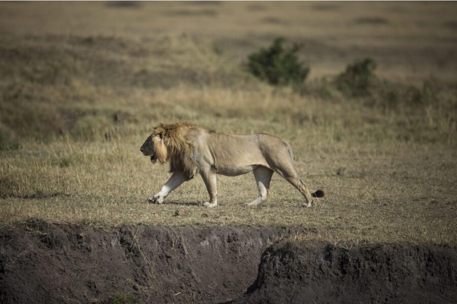 Indagine nell'area di Ngorongoro per determinare le cause e individuare i responsabili