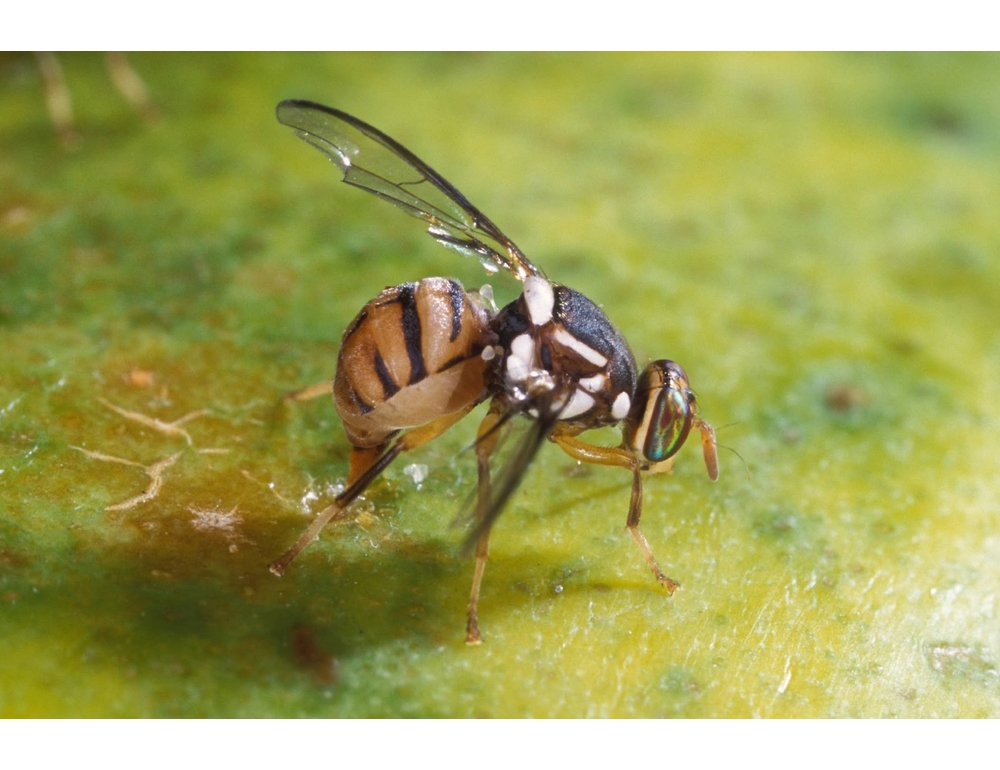 Trovata per la prima volta in Veneto la mosca orientale della frutta