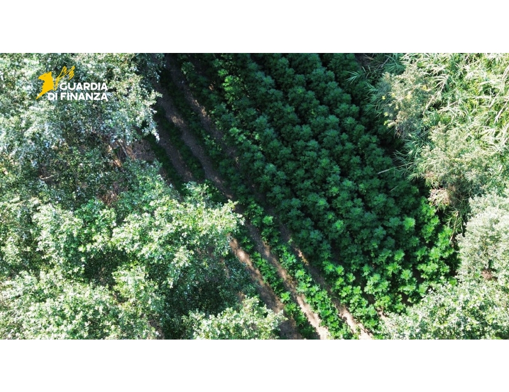 Una piantagione di cannabis da 400 metri quadrati sequestrata nel Foggiano