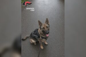 Blitz antidroga a Lipomo: arrestati due tunisini di 31 e 26 anni