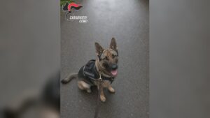 Blitz antidroga a Lipomo: arrestati due tunisini di 31 e 26 anni
