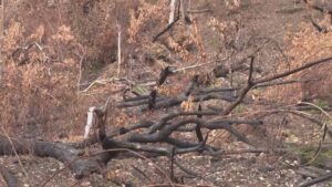 Monte Goi, 7 milioni di euro di lavori dopo l’incendio. Presentato in Regione un primo progetto
