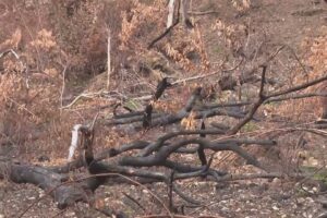 Monte Goi, 7 milioni di euro di lavori dopo l’incendio. Presentato in Regione un primo progetto