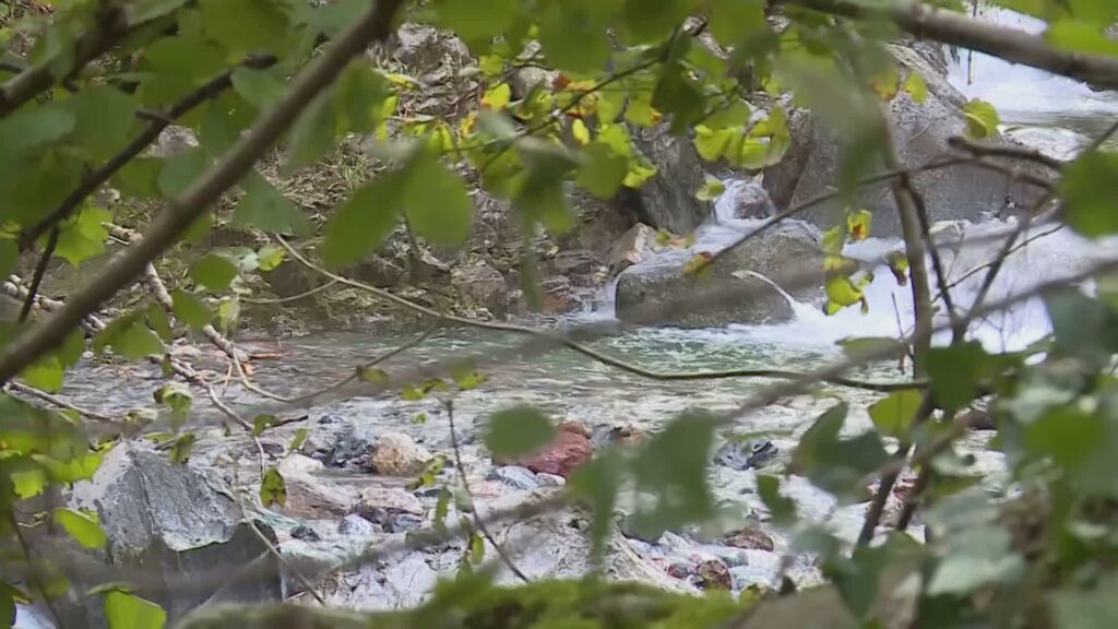 Dispersi nei boschi, poi il tragico epilogo. Ecco chi sono i due cercatori di funghi morti sabato