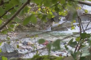 Dispersi nei boschi, poi il tragico epilogo. Ecco chi sono i due cercatori di funghi morti sabato