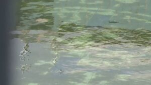Piscina di viale Geno, i lavori entrano nel vivo. Fino al 3 aprile senso unico alternato