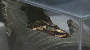 Tesoro di Como, monete consegnate ma la Soprintendenza chiede una miglioria per l’allestimento