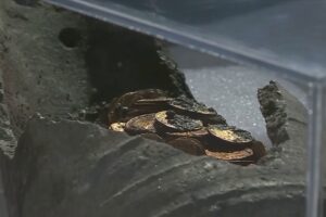Tesoro di Como, monete consegnate ma la Soprintendenza chiede una miglioria per l’allestimento
