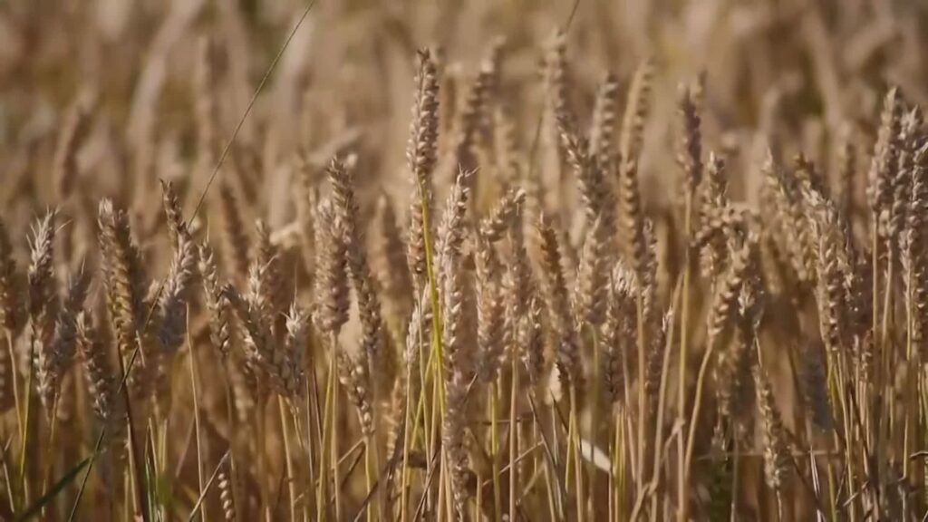 Caro carburante, 15 milioni per le aziende agricole. Dotti: 