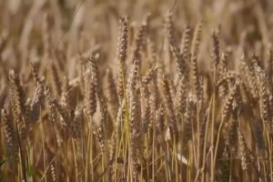 Caro carburante, 15 milioni per le aziende agricole. Dotti: “Risorse anche per Como”
