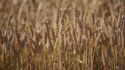 Caro carburante, 15 milioni per le aziende agricole. Dotti: “Risorse anche per Como”