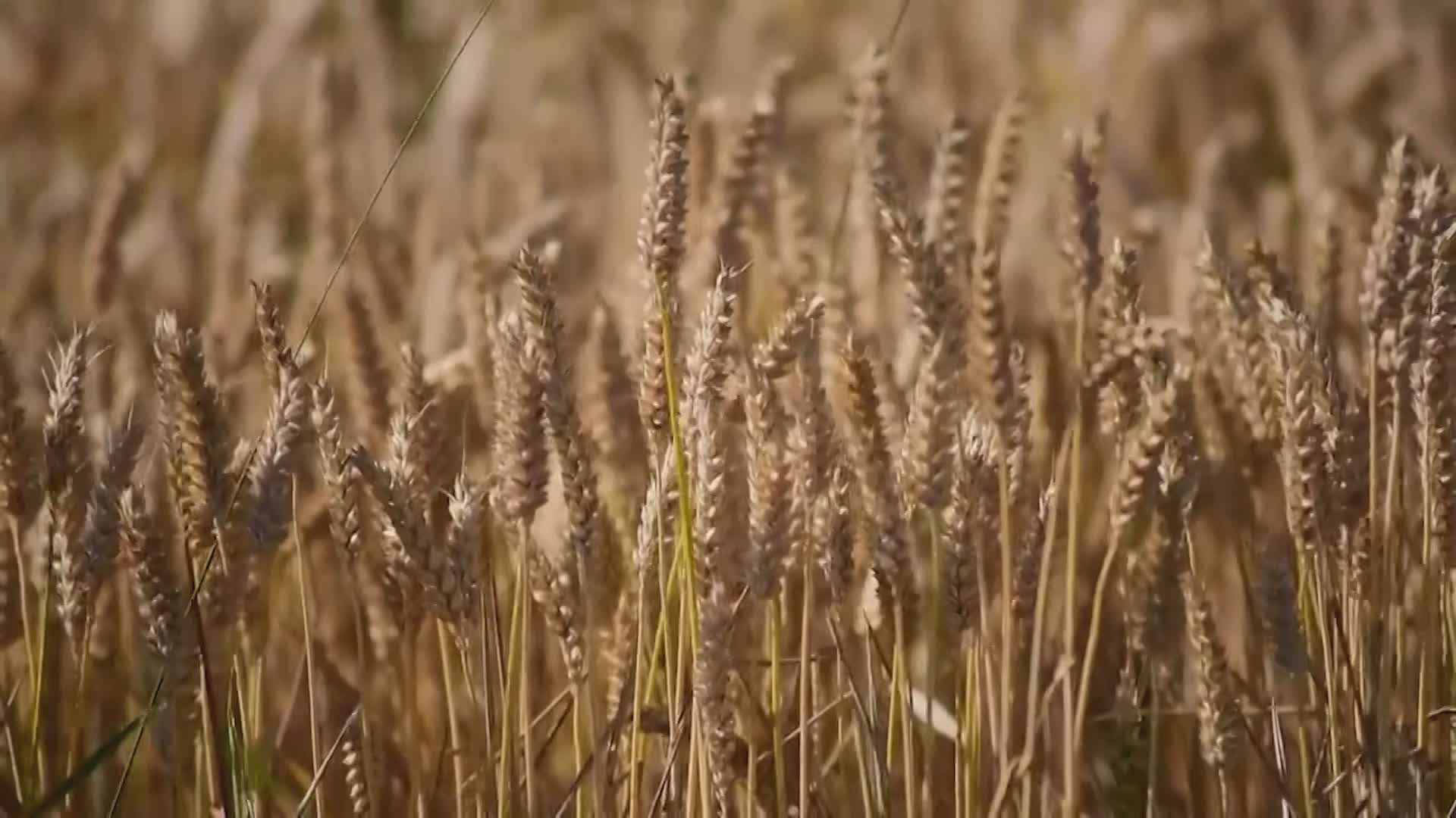 Caro carburante, 15 milioni per le aziende agricole. Dotti: “Risorse anche per Como”