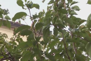 Ciliegi di via XX Settembre, tutto da rifare: il Tar accoglie il ricorso del Comune