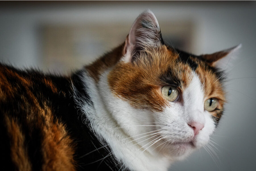 La nuova disciplina del Comune comprende tutti gli animali d'affezione