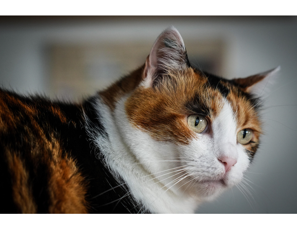 A Venezia ceneri di cani e gatti accanto alle tombe dei proprietari