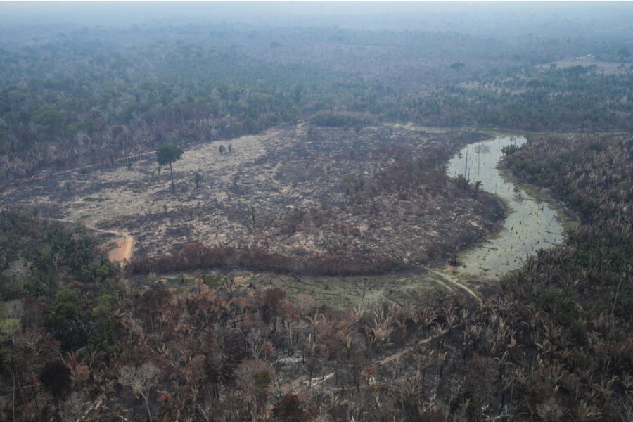Persi 3.335 kmq di foresta in un anno